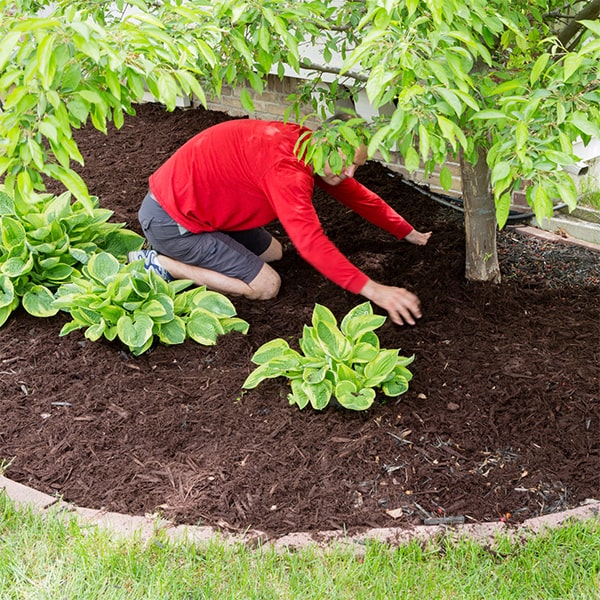 mulch installation offers benefits such as weed suppression, moisture retention, and improved soil health for gardens and landscaping